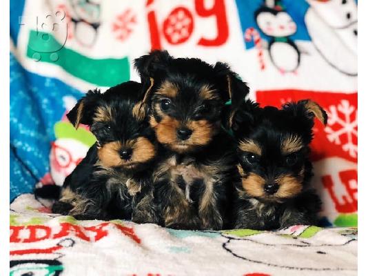PoulaTo: Yorkie για 200 €